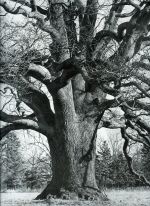 Bäume. Photographien schöner und merkwürdiger Beispiele aus deutschen Landen - Renger-Patzsch, Albert