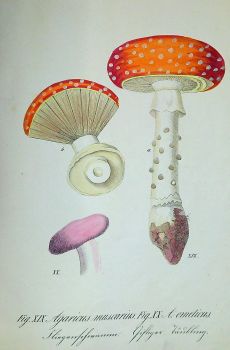 Pinakothek der deutschen Giftgewächse für Botaniker, Pharmaceuten und Droguisten sowie zum Schulgebrauch. In naturgetreuen colorirten Abbildungen mit erklärendem Text herausgegeben von ....