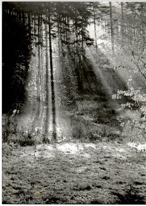 bez názvu - Meister, Karel