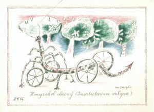 Hmyzokol obecný - Stritzko, Otto